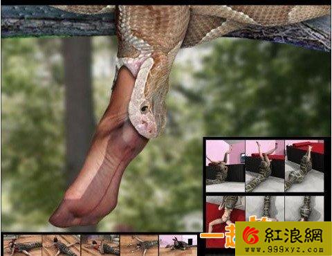 恐怖的巨蛇活吞美女(组图)